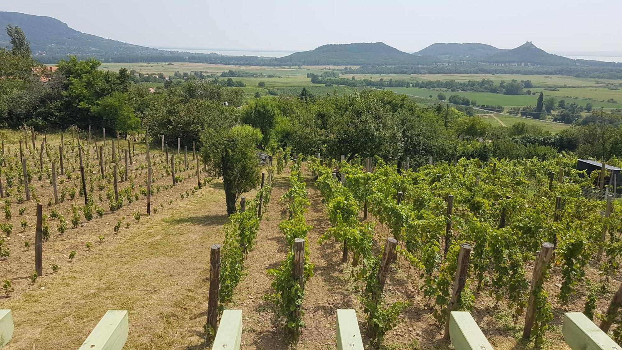 Grand Cru 4 Vendeghaz Villa Hegymagas Exteriör bild